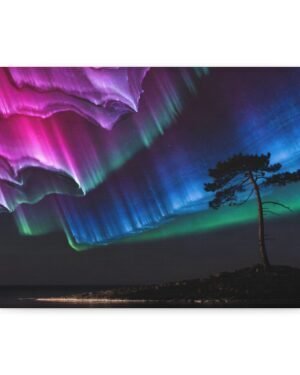 Pine Watching Magenta – Sofia Larsson | Fine Art Print