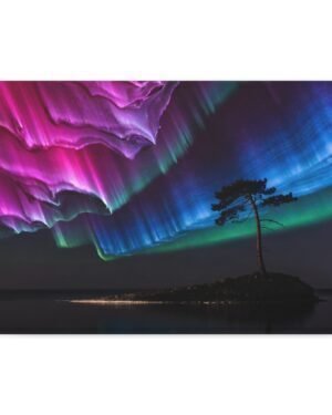 Pine Watching Magenta – Sofia Larsson | Fine Art Print